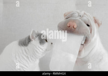 Shar pei chiot chien tenant le rouleau de toilettes à côté de British Shorthair chat Banque D'Images