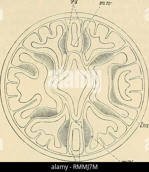 . L'Annals and magazine of natural history ; zoologie, botanique, et de la géologie. Le Dr A. KorotnefF o ?j'Polypavium kleinbus. 215 de l'œsophage (fig. I.). La relation de la musculature sur le septa est différente de celle sur les autres muscles transverse-septa sont dirigés vers eux, l'axe longitudinal d'eux. Ainsi, avec le septum directionnel c'est exactement comme Fio-. I.. La section transversale d'un tliroiigh Adamsia jeunes diaphana : tmv, bouche- angles ; rs, septa directionnel, IM, les muscles longitudinaux. (Après Hertwig.) dans l'intérieur des chambres de Polyparium^ ce qui n'est certainement pas sans significan Banque D'Images