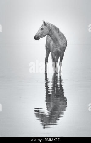 Camargue chevaux blancs Banque D'Images