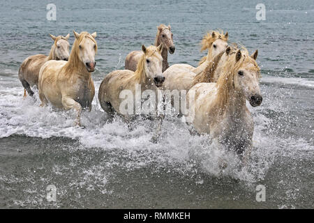 Camargue chevaux blancs Banque D'Images