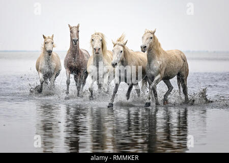 Camargue chevaux blancs Banque D'Images