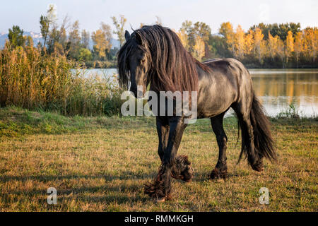 Cheval frison Banque D'Images