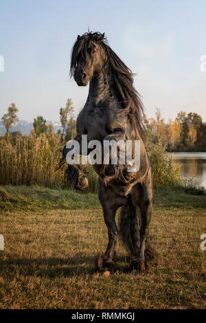 Cheval frison Banque D'Images