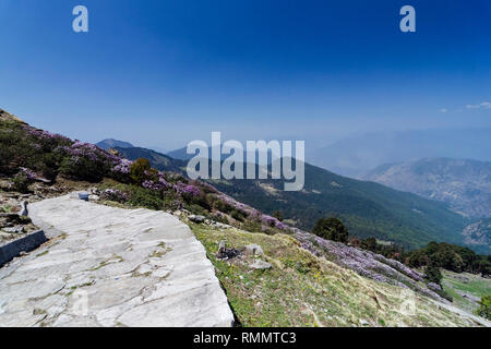 Route de Tungnath, Chopta, Garhwal, Uttarakhand, Inde Banque D'Images