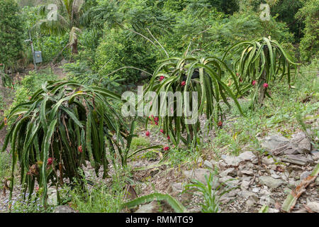 Fruit du dragon (Hylocereus undatus), alias pitahaya à chair blanche, pitaya, fruits et plantes dans les collines, Beinan Township, comté de Taitung, Taïwan Banque D'Images