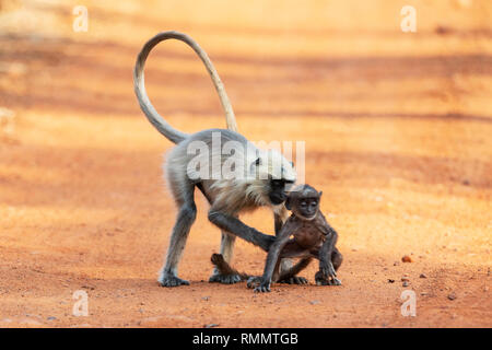 Monkey mother holding baby, Tadoba, Maharashtra, Inde Banque D'Images