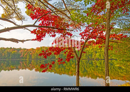 Une touche de rouge dans la forêt sur le lac Mayflower en parc provincial Arrowhead en Ontario Banque D'Images