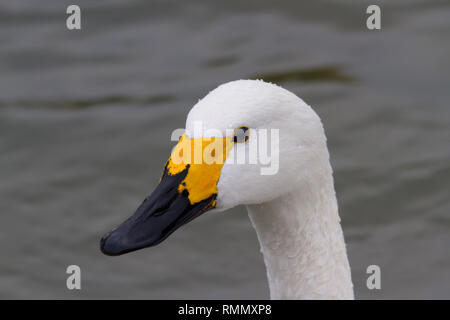 Un gros plan d'un le cygne de Bewick (Cygnus bewickii) tête, montrant le modèle de loi jaune. Banque D'Images