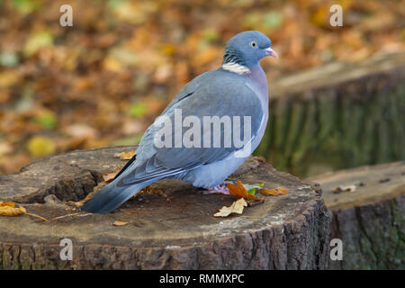 Un pigeon ramier (Columba palumbus) perché sur une souche d'arbre. Banque D'Images