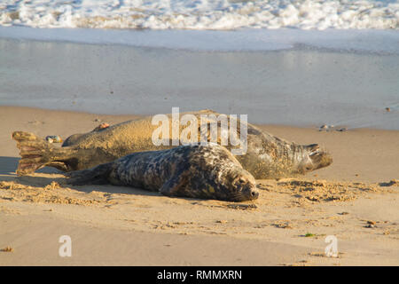 Phoque gris (Halichoerus grypus) paire sur une plage de Norfolk. Banque D'Images