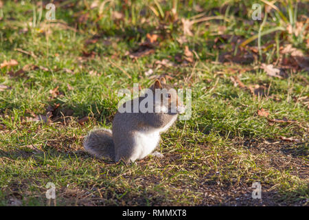 Sciurus carolinensis, nom commun ou l'écureuil gris de l'ecureuil gris Banque D'Images