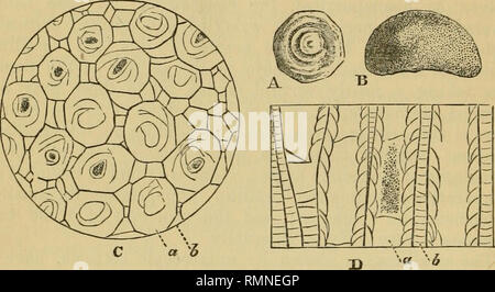 . L'Annals and magazine of natural history ; zoologie, botanique, et de la géologie. L'histoire naturelle, zoologie, botanique, géologie. 390 Dr H. A. Nicholson et M. E. Etlieridge sur afin d'examiner les corallites en section transversale il est nécessaire de couper une tranche tangentiellement à la surface supérieure (tranches coupées tangentiellement à la surface inférieure, en raison de l'deflec- tion et l'horizontalité approximative des corallites marginal, pièce sections longitudinales obliques des tubes). Dans un pro- perly préparé section transverse (fig. C), l'corallites sont. A, sous la surface d'un petit spécimen de Prasopora Grayce Banque D'Images