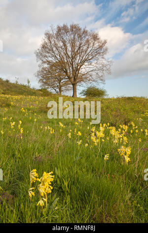 On meadow Cowslips Banque D'Images