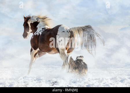 Olenas Valentine, American Paint horse avec chien dans Jour de neige en hiver. République tchèque Banque D'Images