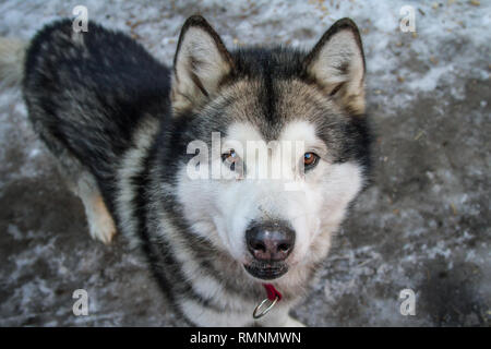 Portrait d'un Malamute d'Alaska Banque D'Images