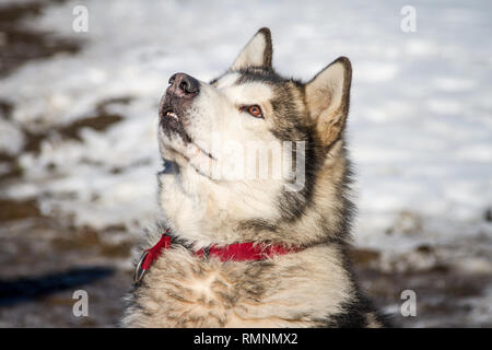 Portrait d'un Malamute d'Alaska Banque D'Images