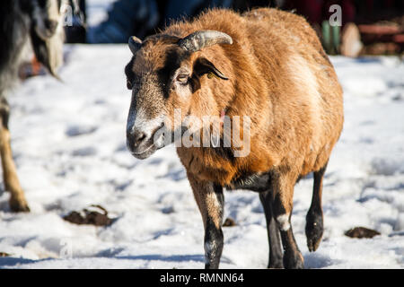 Cameroun (Ovis aries) sur une range farm en hiver Banque D'Images