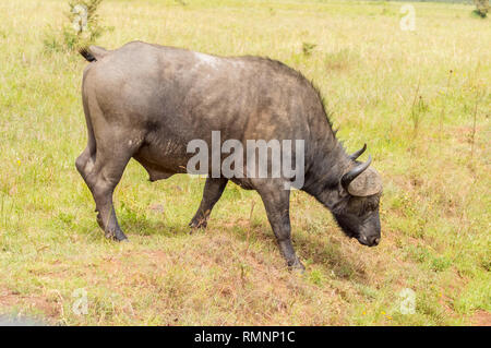 Buffalo mâle dans la savane du parc au centre du Kenya Nairobi Banque D'Images