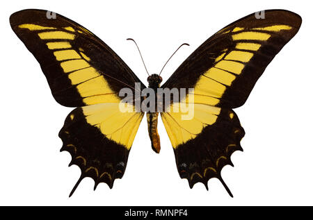 Papillon de couleur, isolé sur fond blanc. PAPILIO ANDROGEOS. Banque D'Images