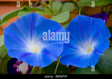 Ipomoea tricolor 'Heavenly Blue'. Gros plan de deux gloires du matin bleu céleste prises à la fin de l'été. Banque D'Images