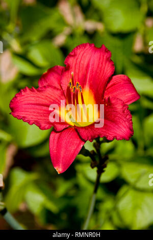 Le rouge et jaune, Hermerocallis «Excusez-moi' lily Banque D'Images