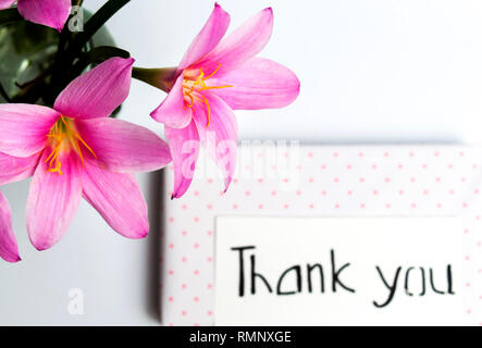 Fleur de lys rose et un présent fort avec remerciements Banque D'Images