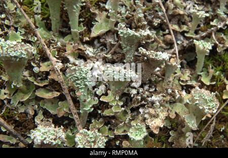 Cladonia pyxidata Banque D'Images