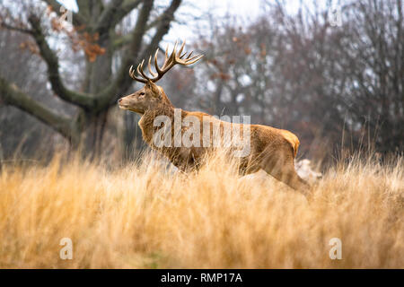 Point 14 l'andouiller Red Deer Stag en rut dans l'herbe avec des arbres à Bushy Park Royal de Londres, Hampton Court, East Molesey, Surrey, Angleterre Banque D'Images