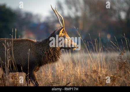 Les jeunes Red Deer Stag en itinérance d'herbe haute dans le morning sunrise, Royal Bushy Park, Hampton Court, East Moseley, Surrey, Angleterre, Grande-Bretagne Banque D'Images