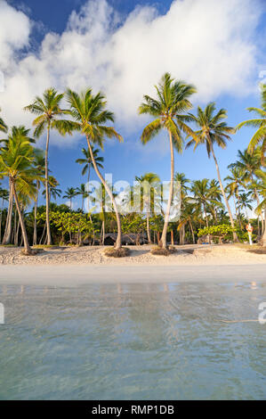 Des cocotiers on tropical beach près de Las Galeras, République Dominicaine Banque D'Images