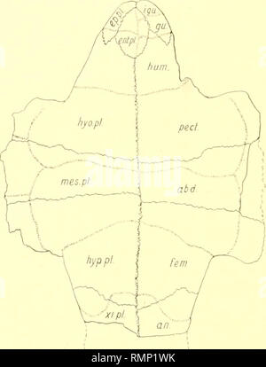 . Annales de la Carnegie Museum. Carnegie Museum ; Carnegie Museum of Natural History ; histoire naturelle. 180 Annales de l'Institut Carnegie Museim. Le plastron (Planche IX) a l'extrémité empêchent manquant. La longueur totale ne peut donc être déterminé avec précision ; mais il doit avoir été proche de 205 mm. La largeur, mesurée sur la méso- plastra et suivant la courbe, est de 186 mm. Toute la largeur de l'animal était, bien sûr, un peu plus grandes. La région médiane est légèrement concave pour une ridtre qui s'étend de la frontière libre du lobe frontal. Fk ;. 2. Bacna callosa W^y. Diagramme du plastron. yi,'*,y n Banque D'Images
