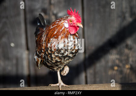 / Stoapiperl Steinhendl (Gallus gallus domesticus), une race de poulet de l'Autriche Banque D'Images