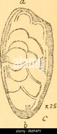 . L'Annals and magazine of natural history ; zoologie, botanique, et de la géologie. L'histoire naturelle, zoologie, botanique, géologie. Crbitulijiora excentrica, Seg. a. X 12. b. Section longitudinale. X 12. c. La section transversale près de la base. X 25. En amont de l'ouverture buccale, alors qu'il est distal et dirigé vers le centre du disque. Dans mes spécimens d'ovicells pas excentrica se distinguent, même si quelques zoceeia avicularium suborale disposent d'un grand. Les sections horizontales de excentrica sont extrêmement intéressants, car ils montrent le principal très proche de la manette, appelé le Sphcerophora Batopora en fosse,, Banque D'Images