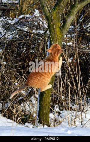 Orange tabby kitten escalade un tronc d'arbre en hiver l'environnement Banque D'Images