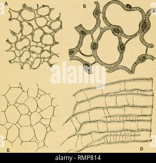 . L'Annals and magazine of natural history ; zoologie, botanique, et de la géologie. L'histoire naturelle, zoologie, botanique, géologie. Heteropora neozelanica Structure de Bush, donc tous dans cette région qui ressemble à la partie extérieure de coupes longitudinales. Le seul point à l'avis sur ces sections est Fig. 4.. Sections minces d'Monticulipora Jamesi, Nich. A. Partie d'une section tangentielle, prise juste sous la surface, dix-huit fois élargie, montrant les grands et petits corallites et le spiniform entrecoupées corallites. B. Cadre de la même section, agrandie 50 fois. C. La partie d'une section transversale d'un Banque D'Images