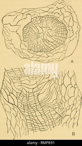 . L'Annals and magazine of natural history ; zoologie, botanique, et de la géologie. L'histoire naturelle, zoologie, botanique, géologie. imparfaitement connu de coraux. 15 epitlieca, qui, bien que pas d'épaisseur, est fourni avec irreguhxr-, un peu brusque, étroitement-set, annulations et est marqué avec faible ou crêtes longitudinales costal. La zone extérieure du corallum pour une largeur de 3 à 4. niillims est composé. Sections minces d'Endopht lhwi CEhlerfi/, Nich., plutôt élargie plus de deux fois. A. Coupe transversale d'une corallite, montrant l'extérieur et l'intérieur de la zone vésiculaire compiler, ce dernier Banque D'Images