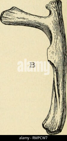 . Annales de la Carnegie Museum. Carnegie Museum ; Carnegie Museum of Natural History ; histoire naturelle. Fig. 6. Septième ( ?) des côtes dorsales D. hatcheri. nai. taille, un postérieur, sur- face ; b, face antérieure. extrémité proximale du cinquième dorsale. Quelques fragments de l'extrémité distale de la côtes se produisent également dans la masse des os repris par M. Utterback.. Veuillez noter que ces images sont extraites de la page numérisée des images qui peuvent avoir été retouchées numériquement pour plus de lisibilité - coloration et l'aspect de ces illustrations ne peut pas parfaitement ressembler à l'œuvre originale.. Carnegie Museum ; Musée Carnegie Banque D'Images