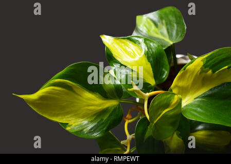 Philodendron scandens Brasil vert exotique plante rampante avec des bandes jaunes sur fond sombre Banque D'Images