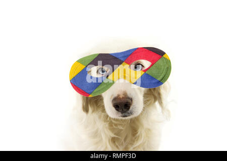 Masque de carnaval ARLEQUIN CHIEN. FUNNY MIXED-BREED PUPPY PORTANT UNE MASCARADE colorée. STUDIO SHOT ISOLÉ SUR FOND BLANC. Banque D'Images