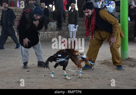 L'Afghanistan, l'Afghanistan. Feb 15, 2019. Les hommes afghans watch de coqs à Mazar-i-Sharif, capitale de la province de Balkh, dans le nord de l'Afghanistan, le 15 février 2019. En tant que culture de coqs est passe-temps populaire en Afghanistan. Credit : Kawa Basharat/Xinhua/Alamy Live News Banque D'Images