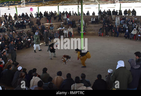 L'Afghanistan, l'Afghanistan. Feb 15, 2019. Les hommes afghans watch de coqs à Mazar-i-Sharif, capitale de la province de Balkh, dans le nord de l'Afghanistan, le 15 février 2019. En tant que culture de coqs est passe-temps populaire en Afghanistan. Credit : Kawa Basharat/Xinhua/Alamy Live News Banque D'Images