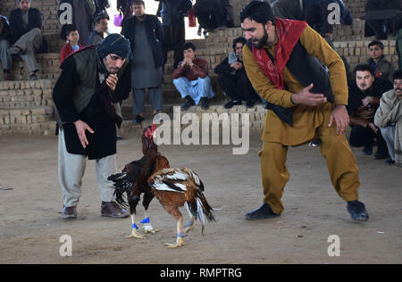 L'Afghanistan, l'Afghanistan. Feb 15, 2019. Les hommes afghans watch de coqs à Mazar-i-Sharif, capitale de la province de Balkh, dans le nord de l'Afghanistan, le 15 février 2019. En tant que culture de coqs est passe-temps populaire en Afghanistan. Credit : Kawa Basharat/Xinhua/Alamy Live News Banque D'Images