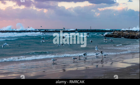 Un troupeau de mouettes sur la plage de Tel Aviv, Israël, à l'heure du coucher du soleil. Banque D'Images