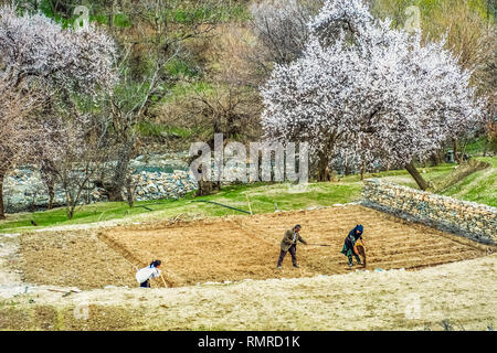 L'Ouzbékistan des scènes de la vie dans le village Sentob sur le Nurataou montagnes, au nord de Samarkand, près du lac Aydar - agriculture Banque D'Images