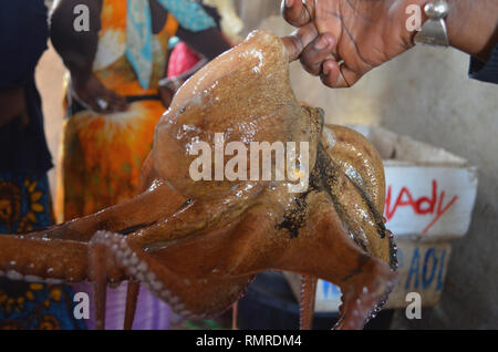 Vivre le poulpe (Octopus vulgaris) fraîchement pêchés dans la pêche artisanale la pêche au casier au Sénégal, Afrique de l'Ouest Banque D'Images