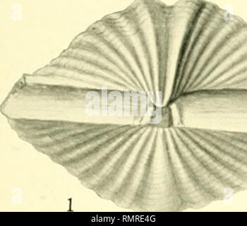 . Annales de la Carnegie Museum. Carnegie Museum ; Carnegie Museum of Natural History ; histoire naturelle. CARNEGIE ANNALES, Vol. MUoEUM X. c. plaque. -^^^^/Jt ' ^ 1. Veuillez noter que ces images sont extraites de la page numérisée des images qui peuvent avoir été retouchées numériquement pour plus de lisibilité - coloration et l'aspect de ces illustrations ne peut pas parfaitement ressembler à l'œuvre originale.. Carnegie Museum ; Carnegie Museum of Natural History. [Pittsburgh] : Publié avec l'autorisation du conseil d'administration de l'Institut Carnegie Banque D'Images