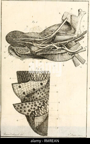 . Annali del Museo Imperiale di Fisica e Storia Naturale di Firenze. . Veuillez noter que ces images sont extraites de la page numérisée des images qui peuvent avoir été retouchées numériquement pour plus de lisibilité - coloration et l'aspect de ces illustrations ne peut pas parfaitement ressembler à l'œuvre originale.. Museo Imperiale di Fisica e Storia Naturale di Firenze. Banque D'Images