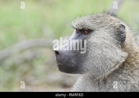 Portrait d'homme adulte babouin jaune (Papio cynocephalus) Banque D'Images