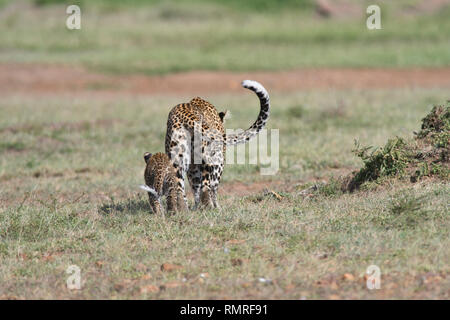 Leopard (Panthera pardus). C'est la femelle connue sous le nom de figue et de son petit, qui est d'environ 3 mois