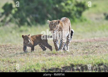 Leopard (Panthera pardus). C'est la femelle connue sous le nom de figue et de son petit, qui est d'environ 3 mois Banque D'Images